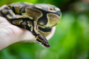 Woman’s Surprising Discovery About Her Pet Python