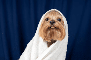 Why NYC Dog Grooming is About More Than Just Looks